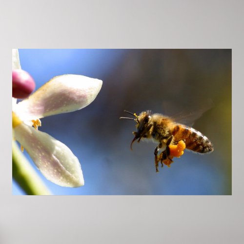 Bumble Bee pollen poster
