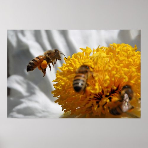 Bumble Bee pollen poster