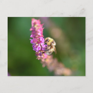 Bumble Bee  Postcard