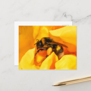 Bumble Bee Postcard