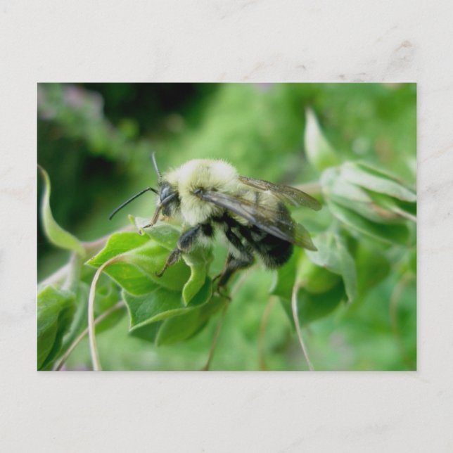 Bumble Bee Postcard (Front)