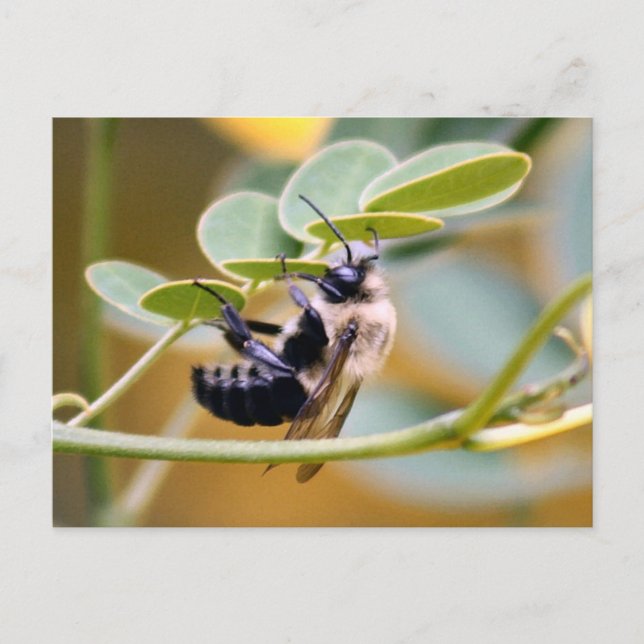 Bumble Bee Postcard (Front)
