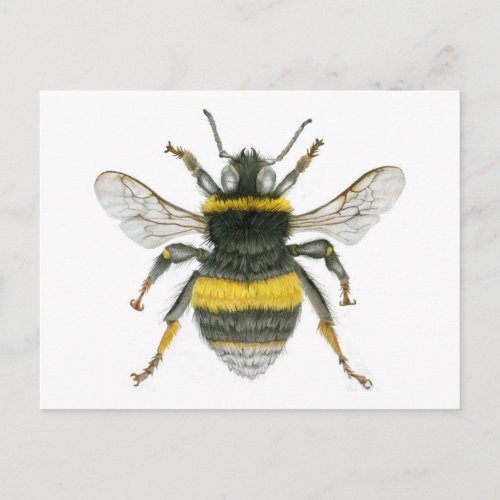 Bumble Bee Postcard