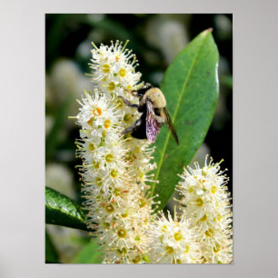Bumble Bee Poster