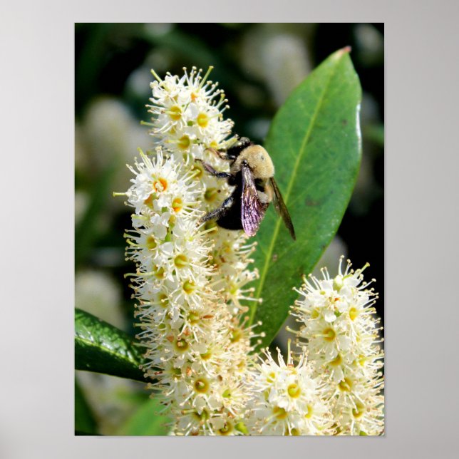 Bumble Bee Poster (Front)