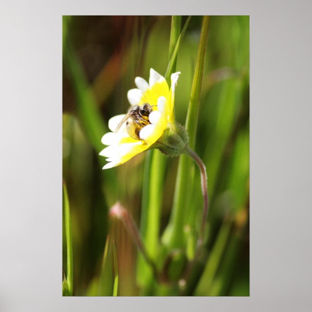 "Bumble Bee" Poster (Front)