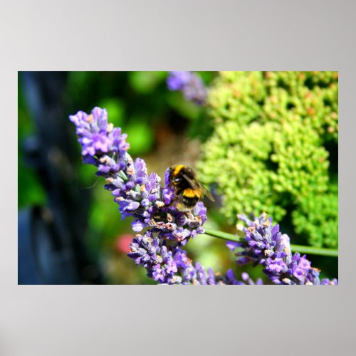 Bumble Bee Poster