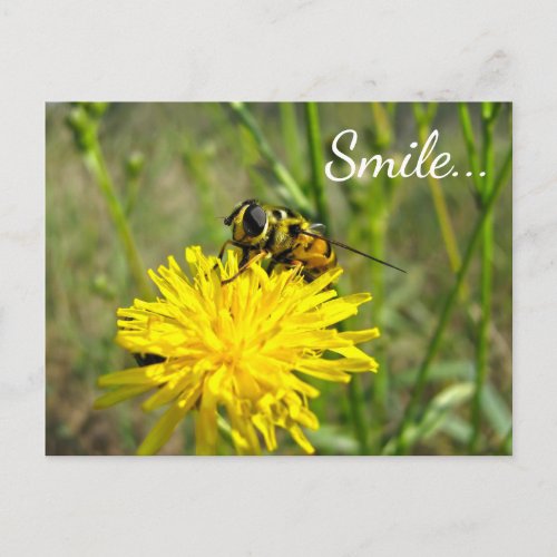 Bumble Bee Smile Dandelion Flower Postcard