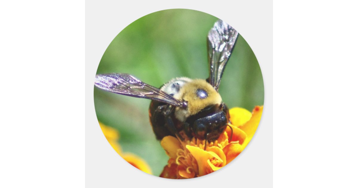 Bumble Bee Stickers Zazzle