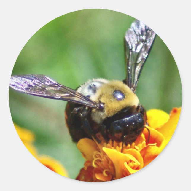 Bumble Bee Stickers (Front)