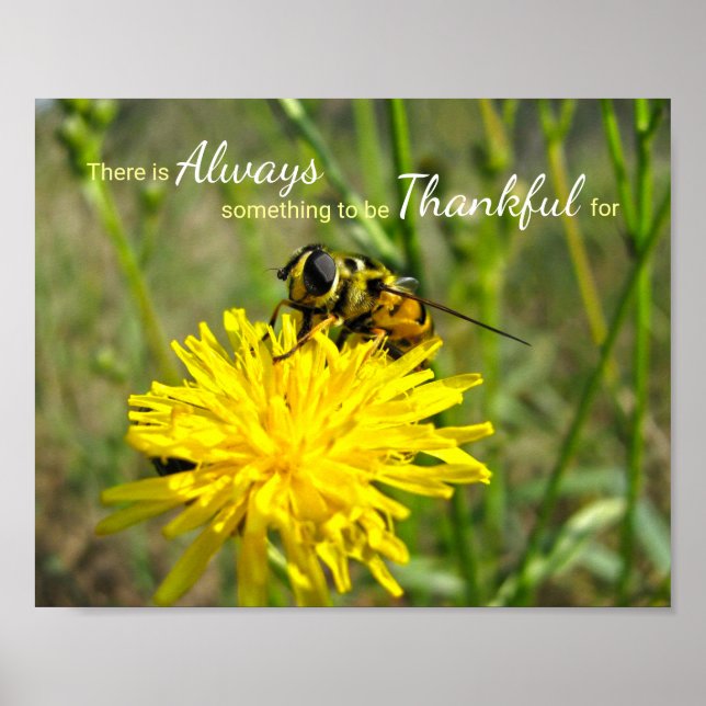 Bumble Bee Yellow Dandelion Always Thankful Poster (Front)