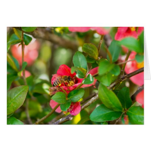 Bumblebee And Azalea (Front Horizontal)