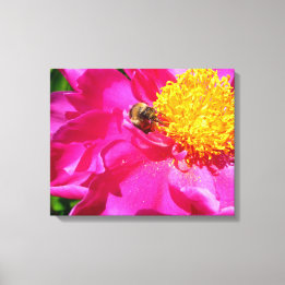 Bumblebee and Peony Canvas Print