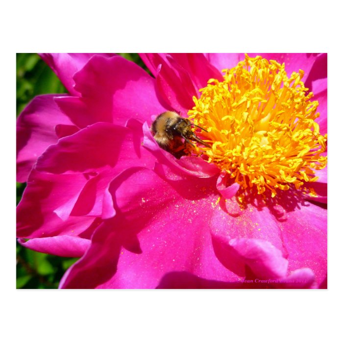 Bumblebee and Peony Post Cards