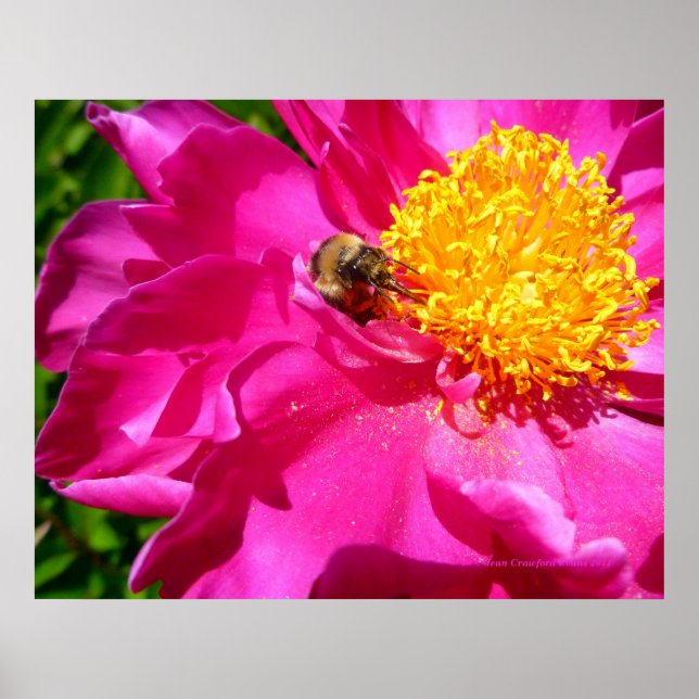 Bumblebee and Peony Poster (Front)