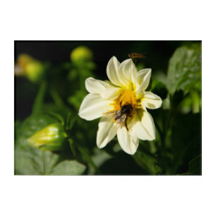 Bumblebee and white dahlia photo acrylic print