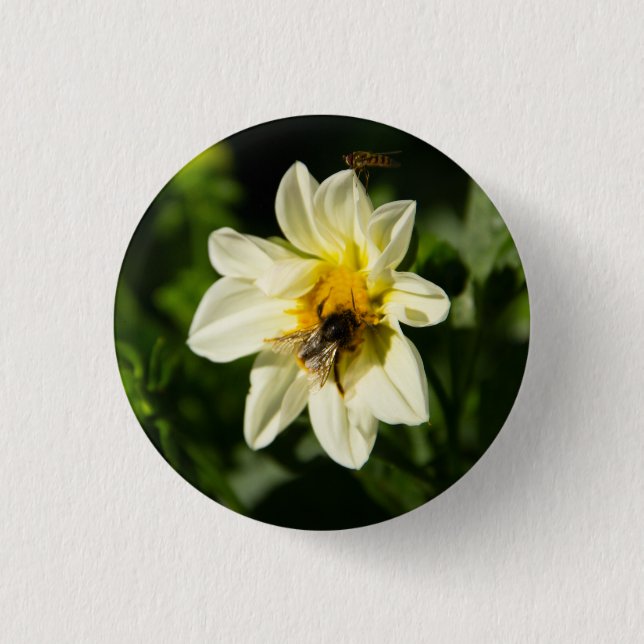 Bumblebee and white dahlia photo button (Front)