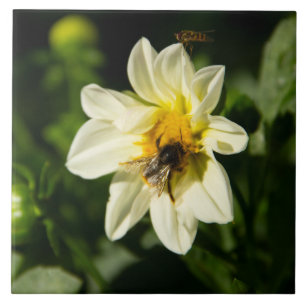 Bumblebee and white dahlia photo ceramic tile