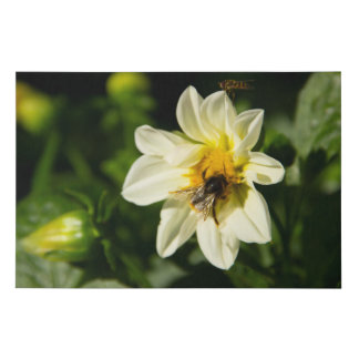 Bumblebee and white dahlia photo faux canvas print