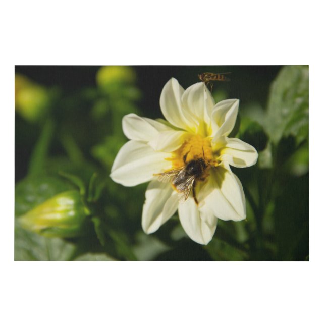 Bumblebee and white dahlia photo faux canvas print (Front)