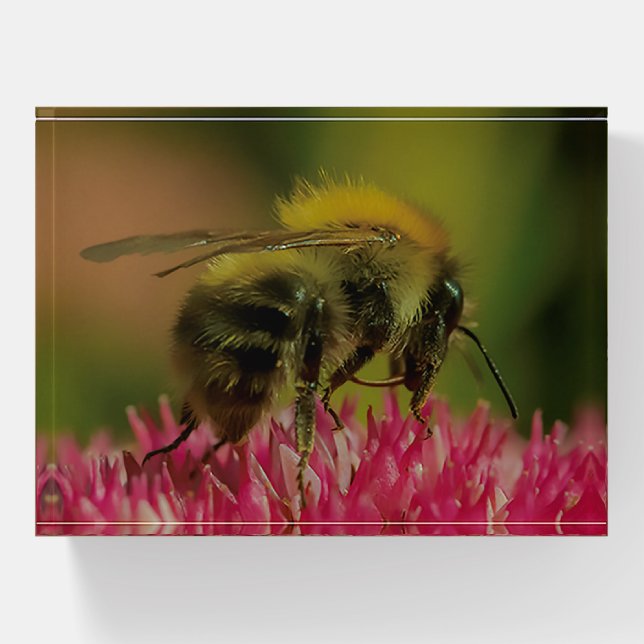 Bumblebee Carder Bee on Pink Flower Photography Paperweight (Front)