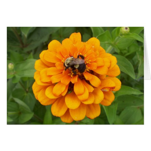 Bumblebee Cards (Front Horizontal)