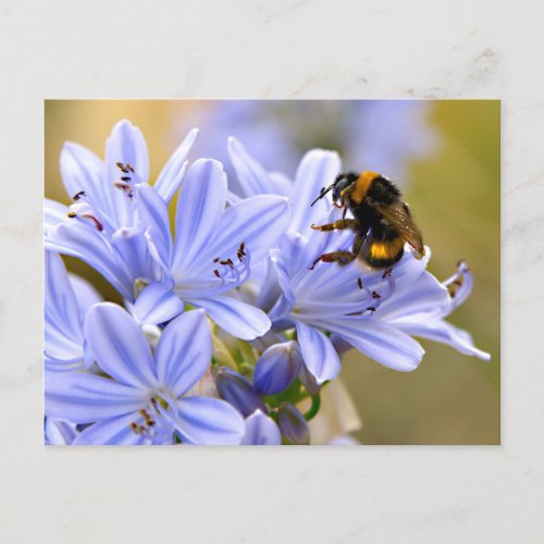 Bumblebee feeding on flower postcard