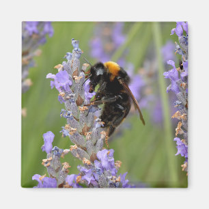 Bumblebee feeding on lavender flowers magnet