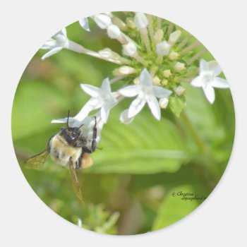 Bumblebee & Flowers Classic Round Sticker by TrailsThroughNature at Zazzle