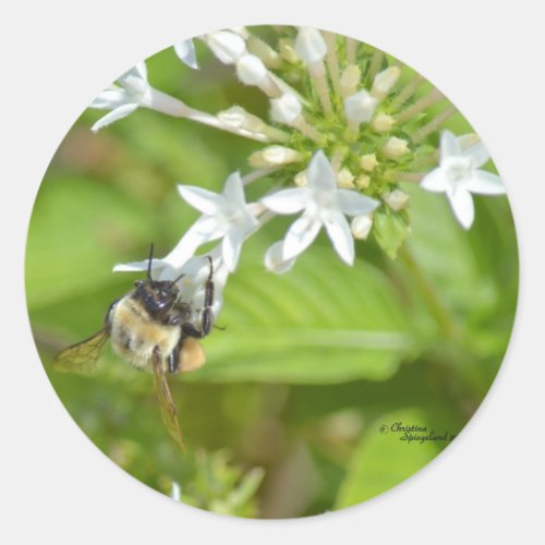Bumblebee  flowers classic round sticker