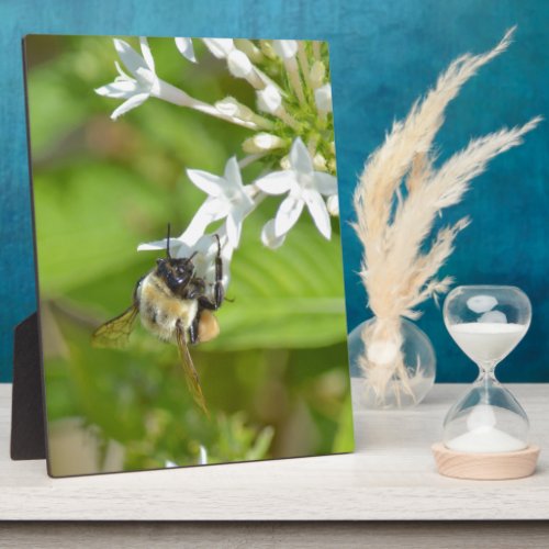 Bumblebee  flowers plaque