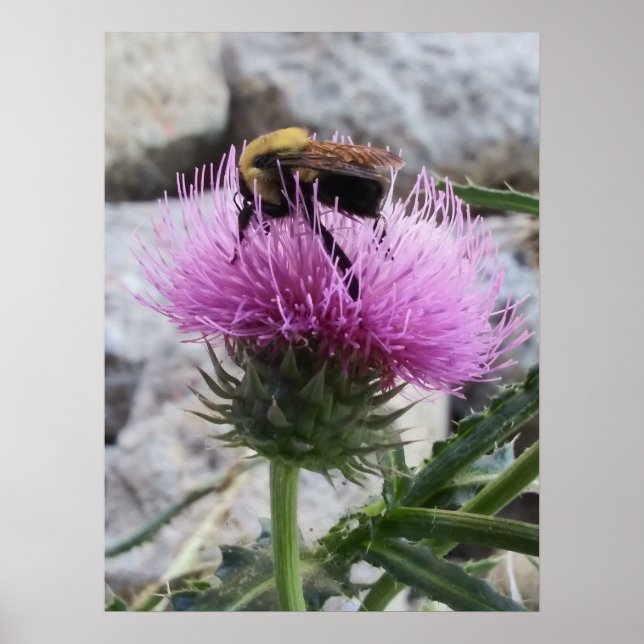Bumblebee Harvesting a Purple Thristle Flower Poster (Front)