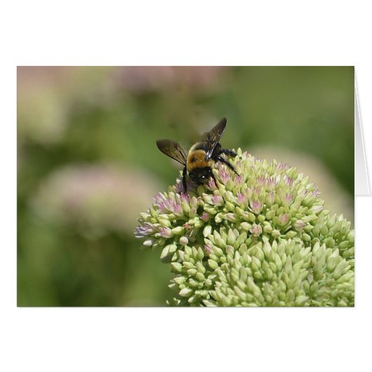 Bumblebee Heaven Cards (Front Horizontal)