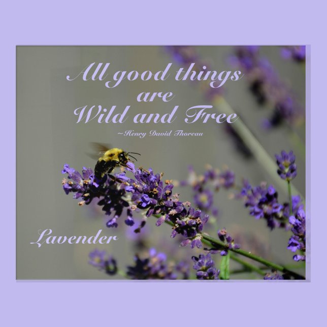 Bumblebee Lavender Botanical Photographic Thoreau Acrylic Print (Creator Uploaded)