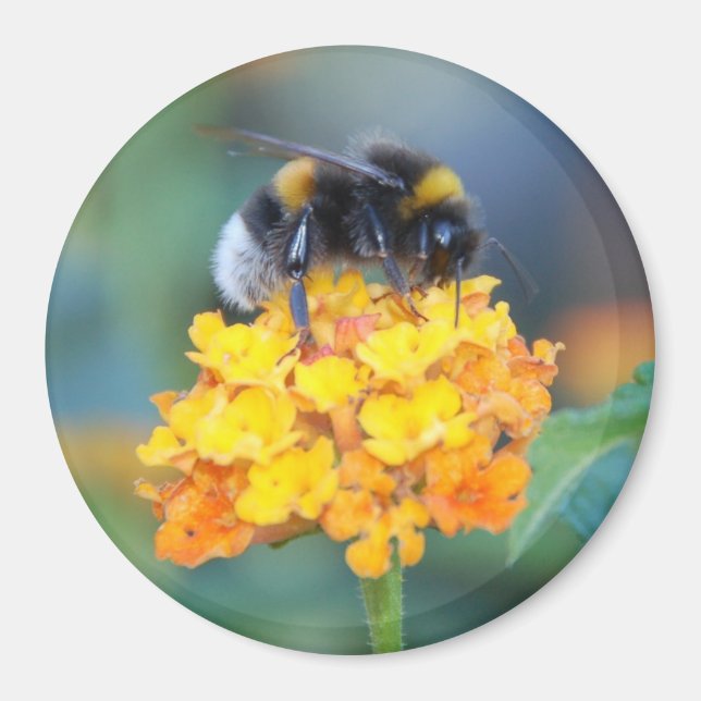 BumbleBee Magnet (Front)