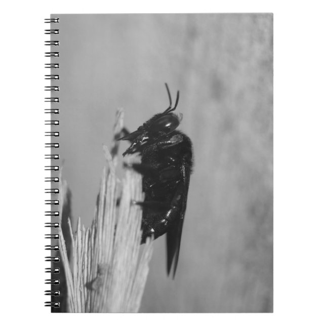 Bumblebee Notebook (Front)