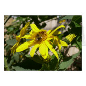 bumblebee on a sunflower (Front Horizontal)
