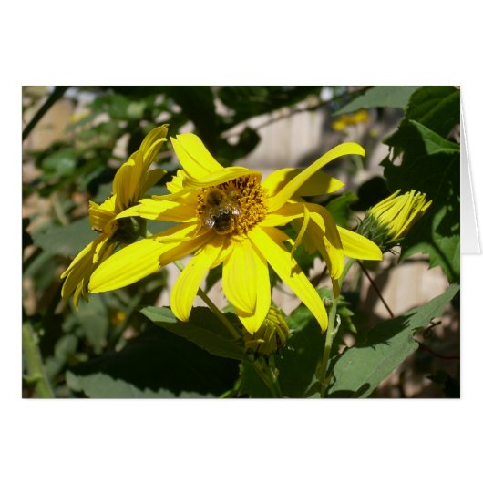 bumblebee on a sunflower cards (Front Horizontal)
