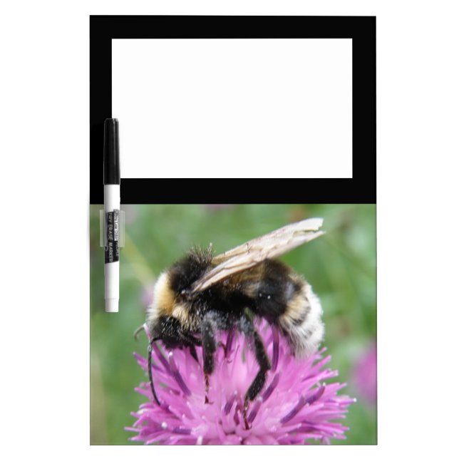 Bumblebee on a Thistle Macro Memo Board (Front)