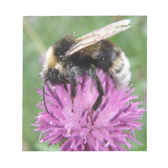 Bumblebee on a Thistle Notepad (Front)