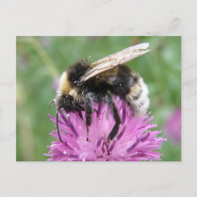 Bumblebee on a Thistle Postcard (Front)