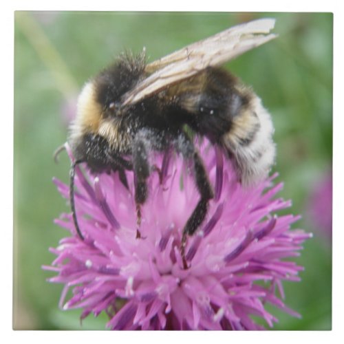 Bumblebee on a Thistle Tile