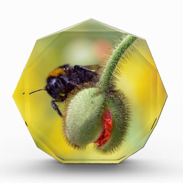 Bumblebee on bud of poppy award (Front)