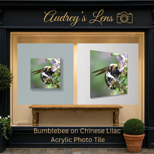 Bumblebee on Chinese Lilac Acrylic Photo Tile