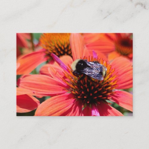 Bumblebee on Coneflower Business Card