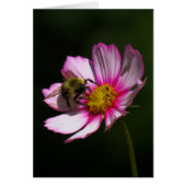 Bumblebee on Cosmos (Front)