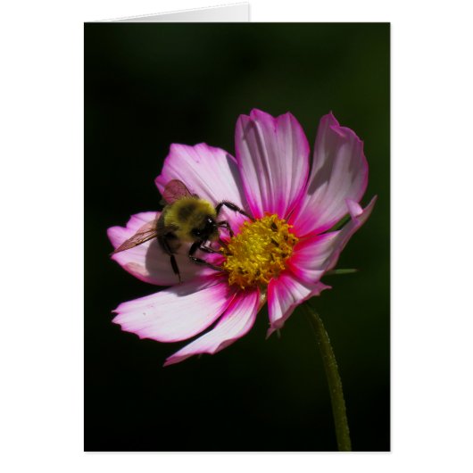 Bumblebee on Cosmos Cards (Front)