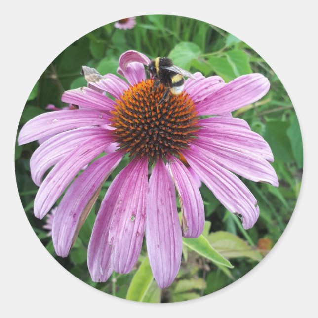 Bumblebee on Eastern purple Coneflower Classic Round Sticker (Front)