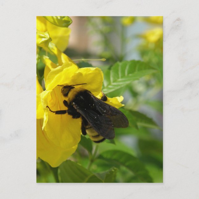 Bumblebee on Esperanza Flower Postcard (Front)