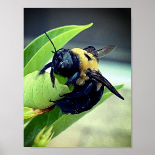 Bumblebee on flower Photography Wall decor Print (Front)